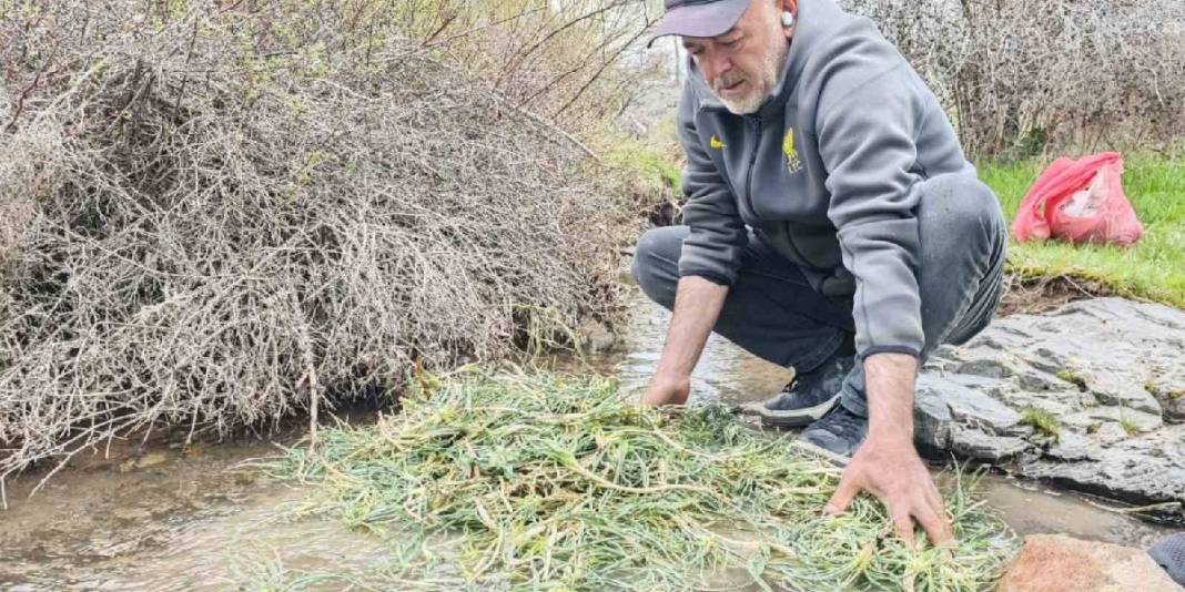 Kilosu 600 TL’yi gördü! Yere çöküp tek tek topluyorlar 1